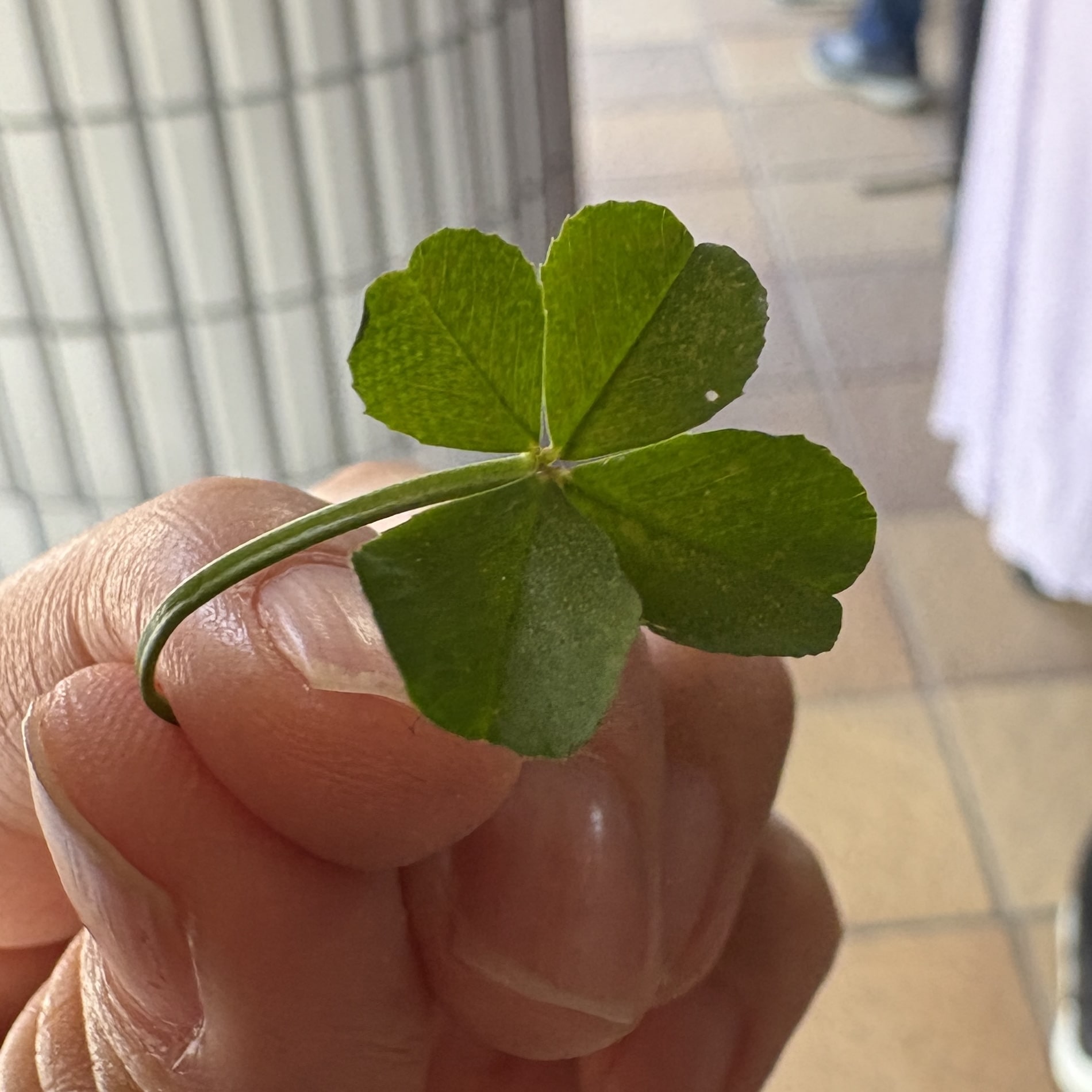 四つ葉のクローバー