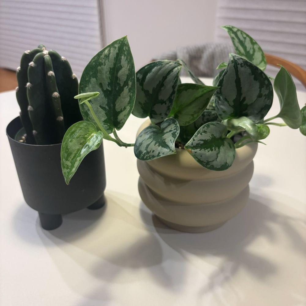 奈良蚤の市　グリーン　観葉植物
