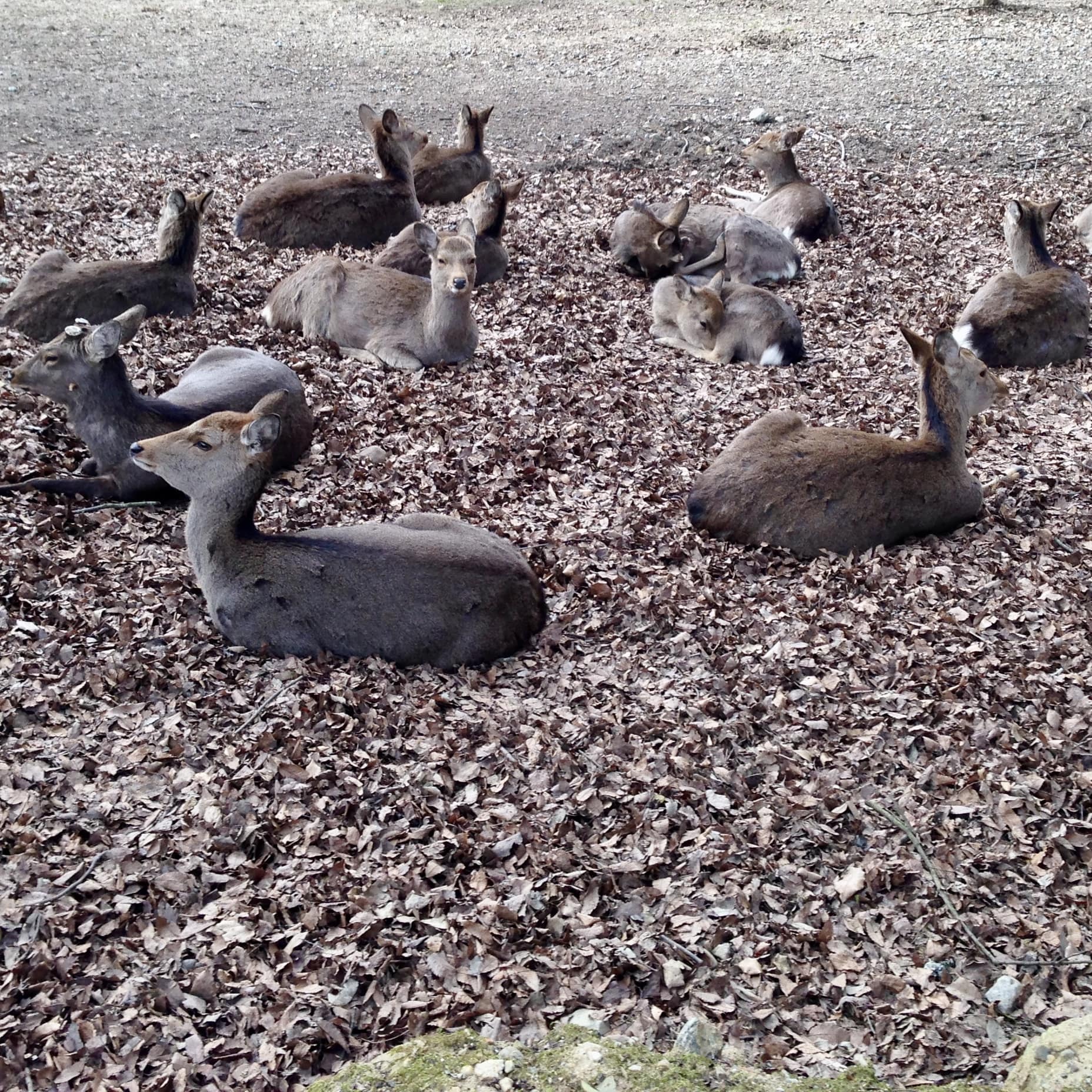 鹿 奈良公園