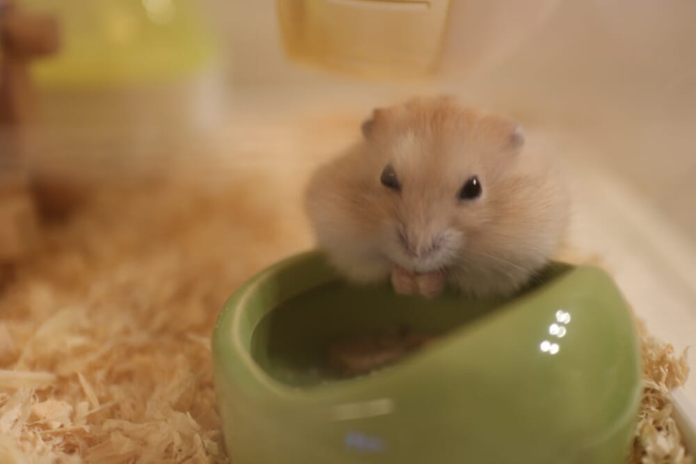 ハムスター