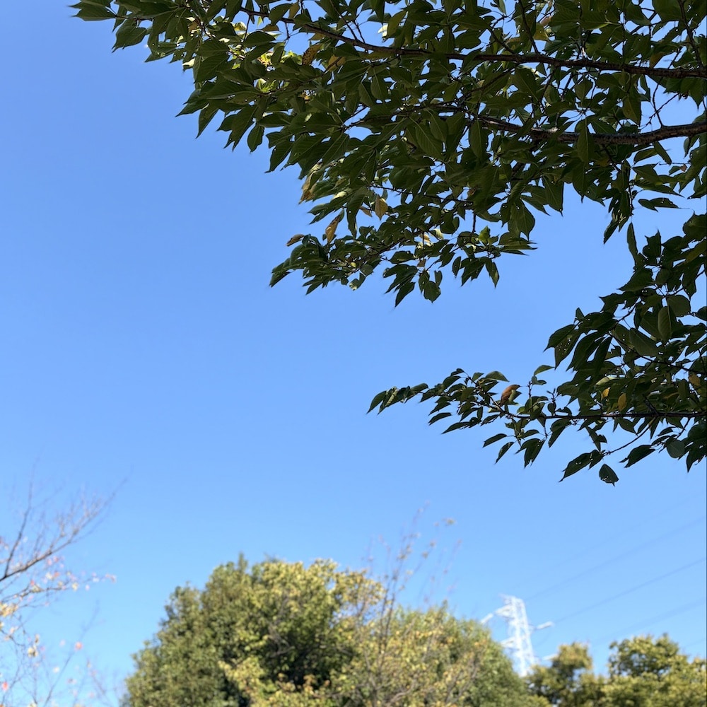 秋　公園　ピクニック