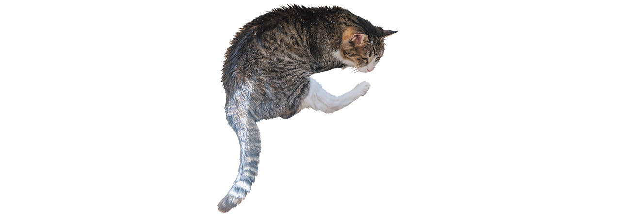 猫
