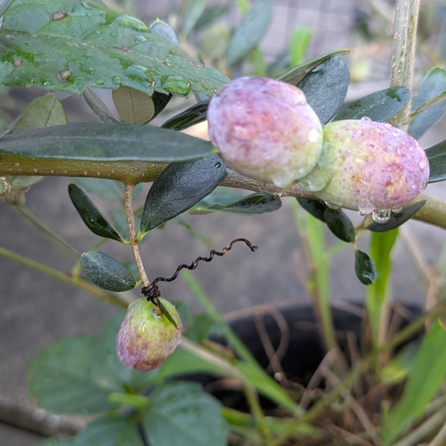 オリーブの実　家庭菜園