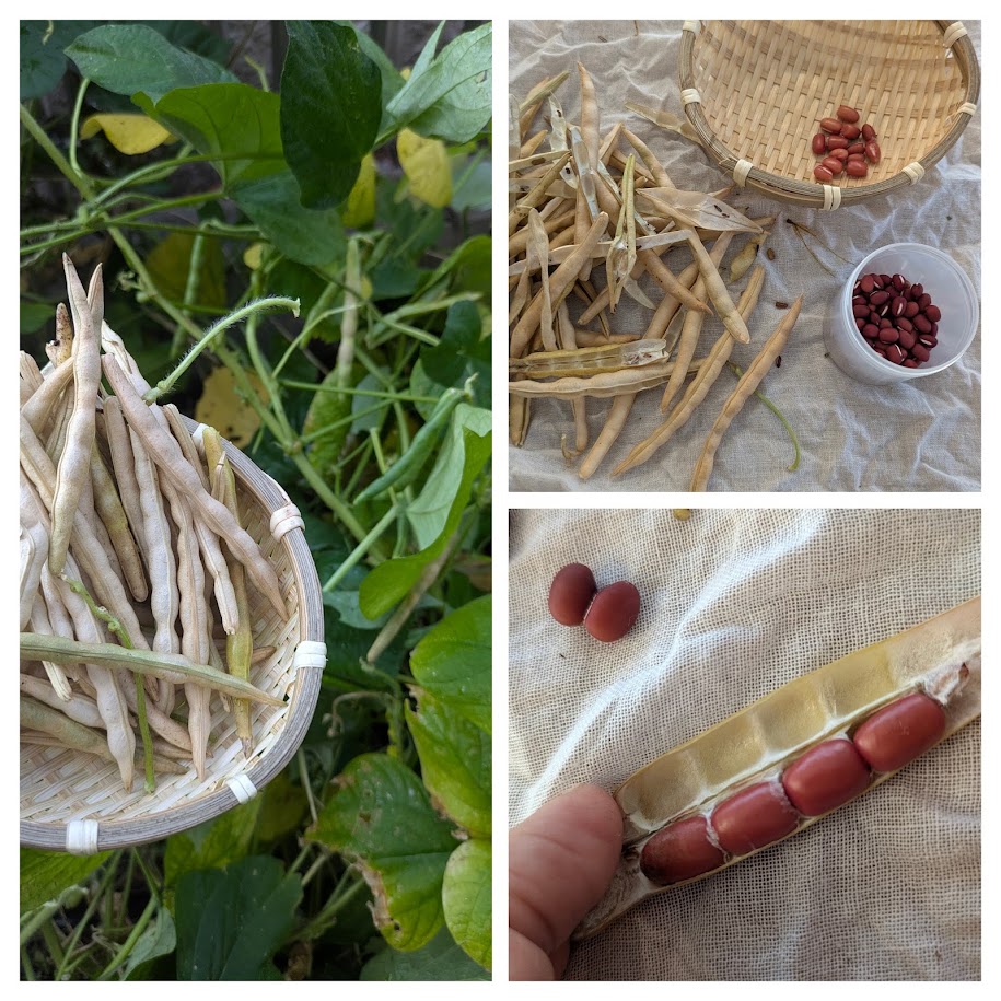 家庭菜園　あずきの収穫