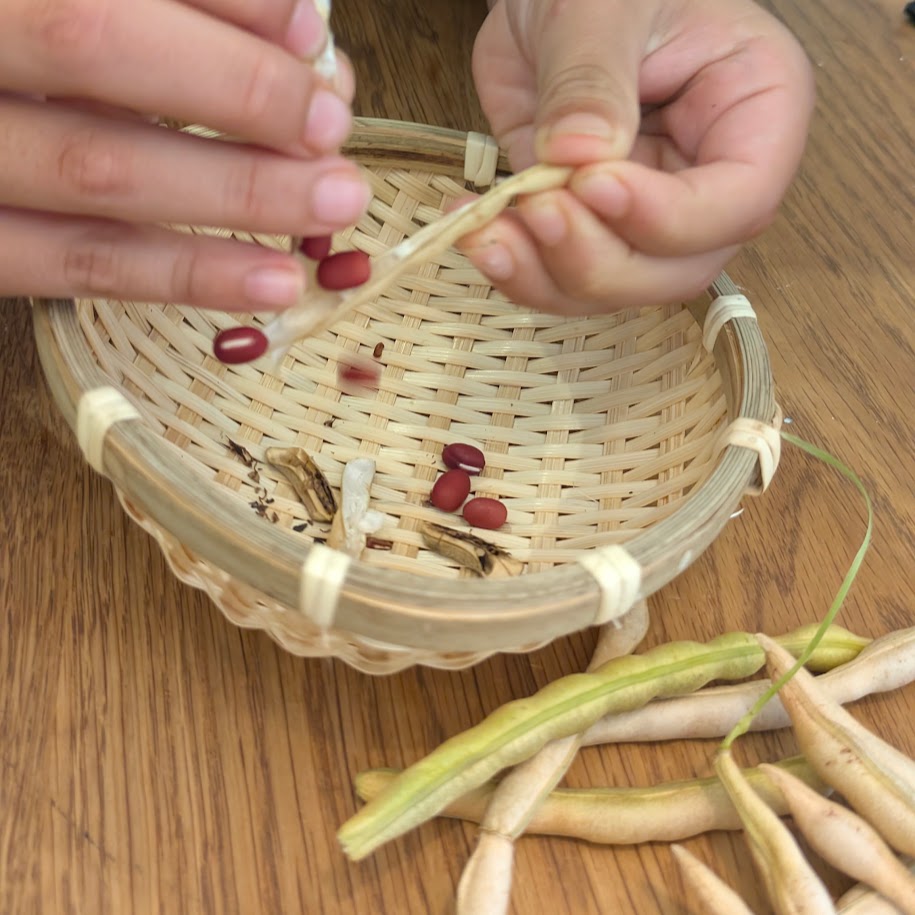 小豆を収穫する子供