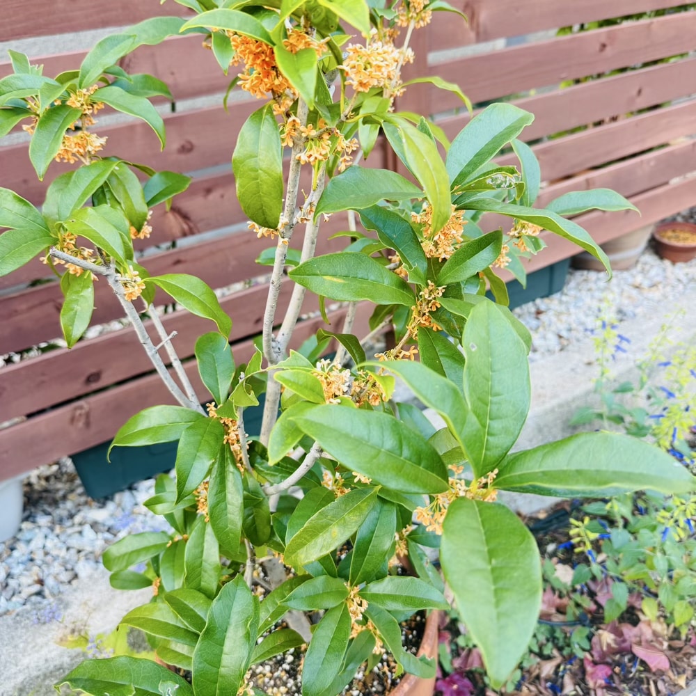 金木犀　秋の花　ガーデニング